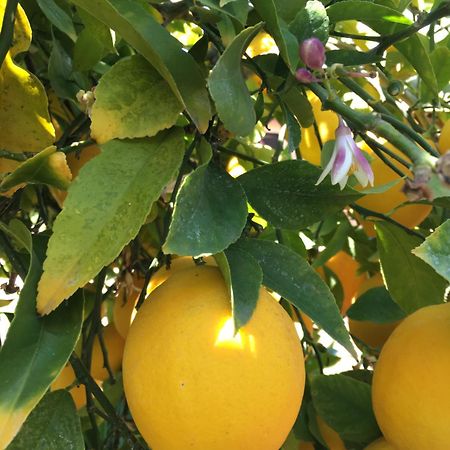 Lemon Tree Hotell Donji Seget Eksteriør bilde