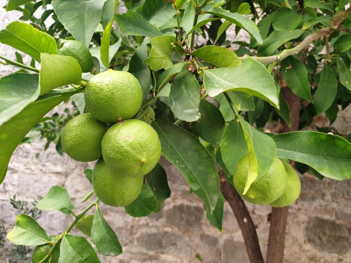 Lemon Tree Hotell Donji Seget Eksteriør bilde