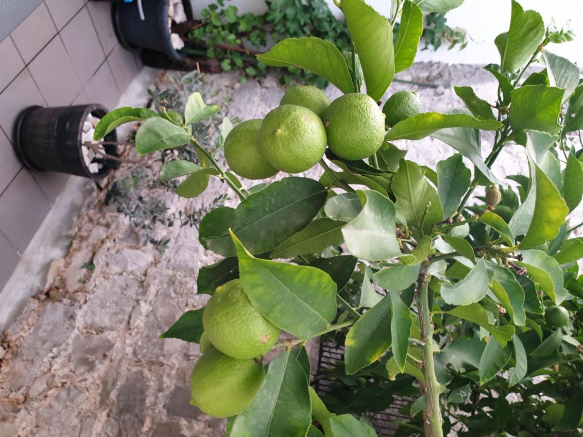 Lemon Tree Hotell Donji Seget Eksteriør bilde