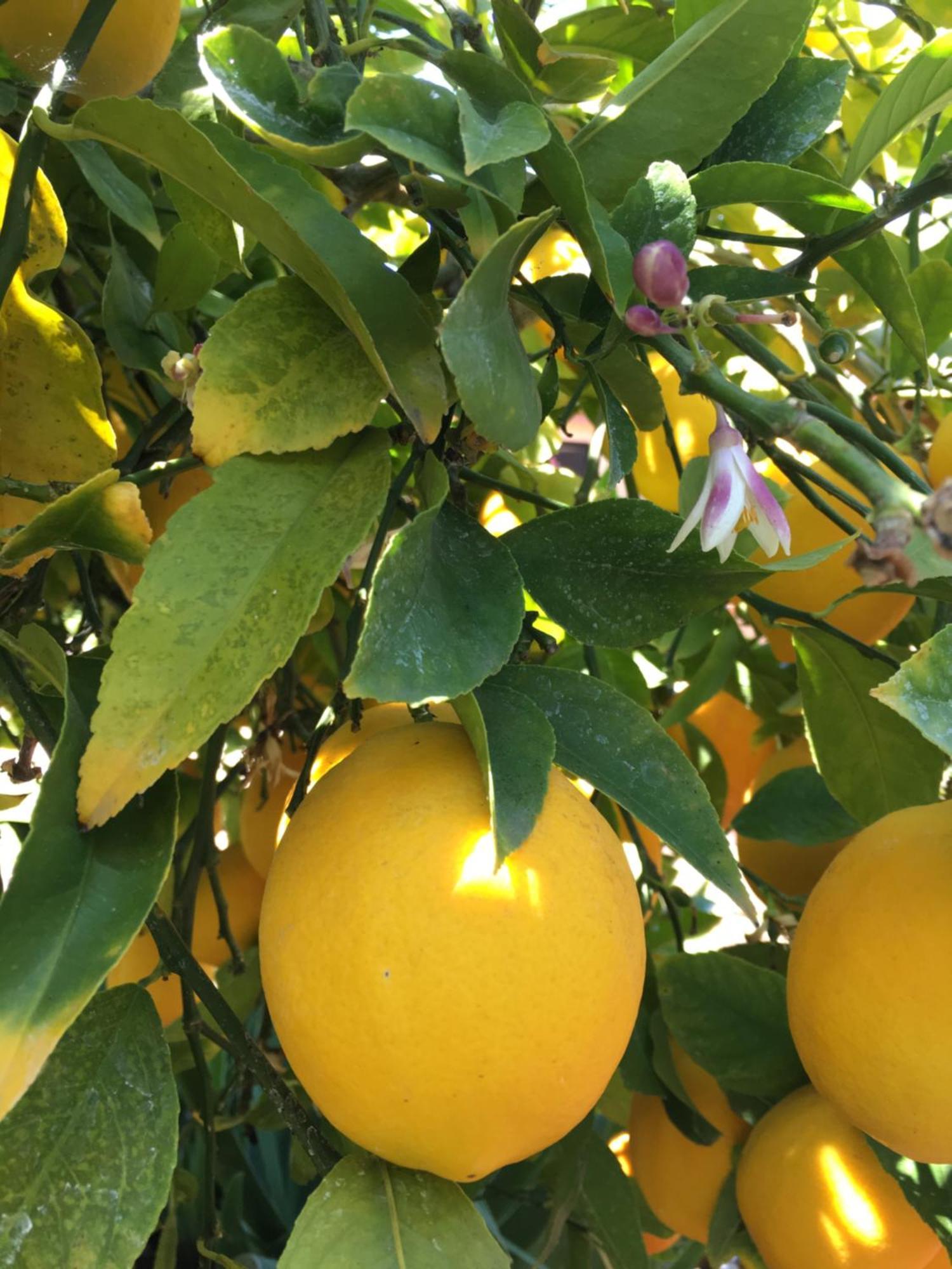 Lemon Tree Hotell Donji Seget Eksteriør bilde